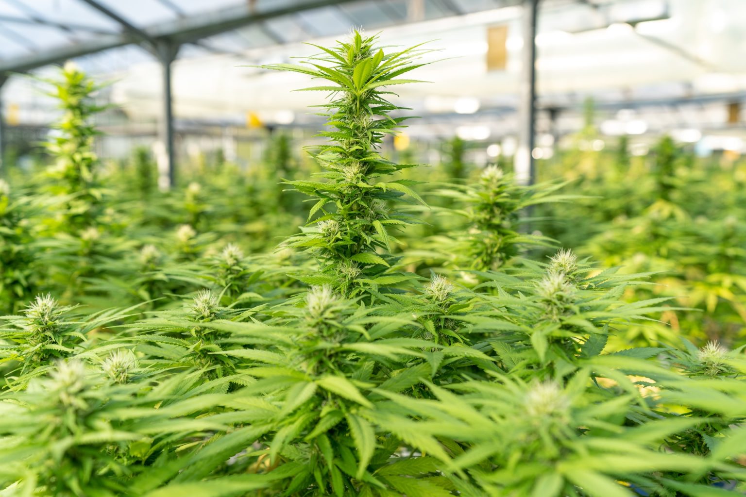 There Are Now Multiple Marijuana Legalization Bills in North Carolina