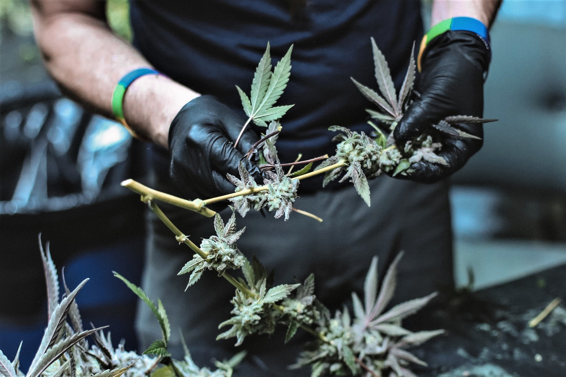 Medical marijuana could be coming soon to people in North Carolina