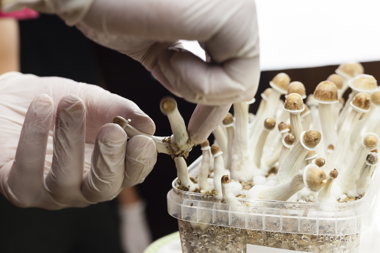 Scientists say that psilocybin use may help reduce rates of recidivism.